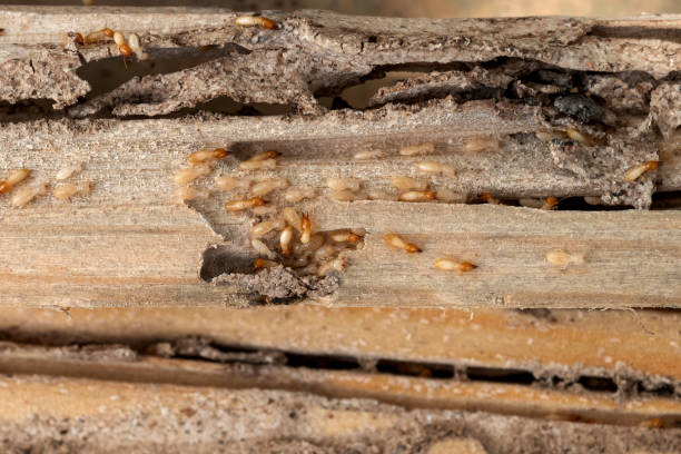 Best Pest Control Treatment  in Tuttle, OK