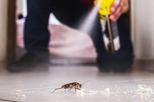 Best Local Pest Control Services  in Tuttle, OK